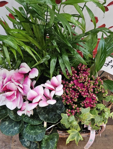 planted arrangement in pinks and creams