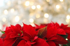 Flower of the Month December: the Poinsettia