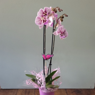Pink Orchid plant