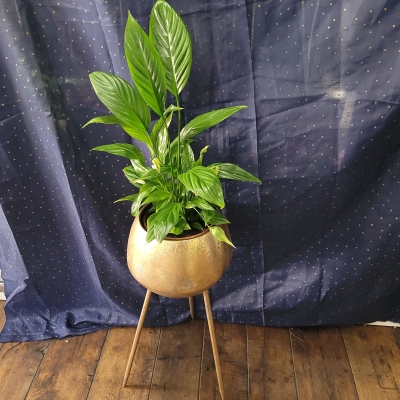 Gold tripod planter (XL)