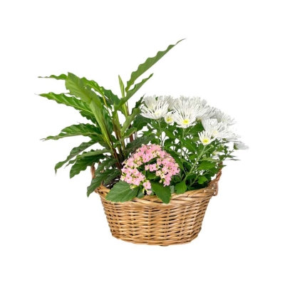 Medium-sized Mother’s Day gift basket featuring a mix of flowering and foliage plants, beautifully arranged to surprise and delight Mum.