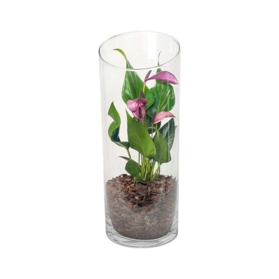 Exotic Anthurium Zizou & Lilli with heart-shaped blooms in a glass terrarium, a striking Mother’s Day gift for mums who love unique plants.