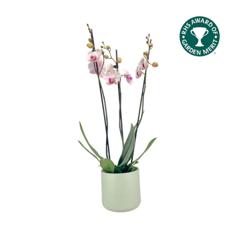 Luxurious Triple Stem Phalaenopsis Orchid in an Oxford ceramic pot, a refined and elegant Mother’s Day gift for a sophisticated mum.