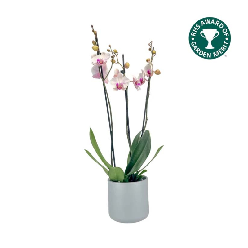 Luxurious Triple Stem Phalaenopsis Orchid in an Oxford ceramic pot, a refined and elegant Mother’s Day gift for a sophisticated mum.