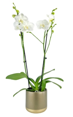 Phalaenopsis 12cm In Christmas Ceramic
