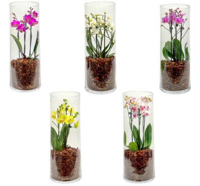 Phalaenopsis 9cm Triple Stem in Glass Terrarium