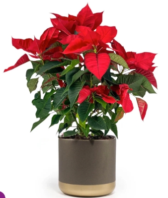 Poinsettia in Festive Pot