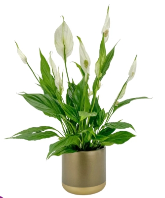 Spathiphyllum 12cm In Christmas Ceramic