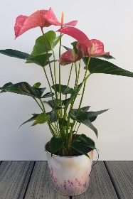 Pink Anthurium plant