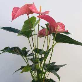 Pink Anthurium plant