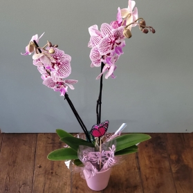 Pink Orchid plant