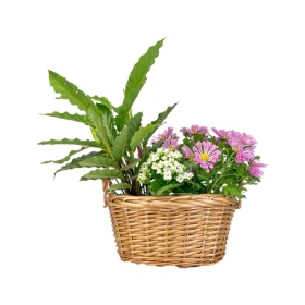 Medium-sized Mother’s Day gift basket featuring a mix of flowering and foliage plants, beautifully arranged to surprise and delight Mum.