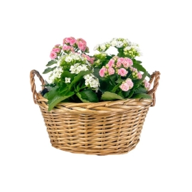 Medium-sized Mother’s Day gift basket featuring a mix of flowering and foliage plants, beautifully arranged to surprise and delight Mum.