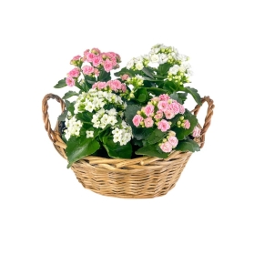 Medium-sized Mother’s Day gift basket featuring a mix of flowering and foliage plants, beautifully arranged to surprise and delight Mum.