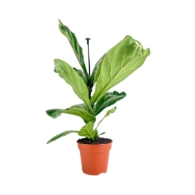 Stylish Fiddle Leaf Fig (Ficus Lyrata) with large, sculptural leaves, a bold and modern Mother’s Day gift for contemporary mums.
