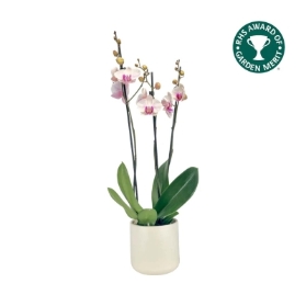 Luxurious Triple Stem Phalaenopsis Orchid in an Oxford ceramic pot, a refined and elegant Mother’s Day gift for a sophisticated mum.