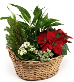 Festive Planted basket
