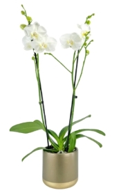 Phalaenopsis 12cm In Christmas Ceramic