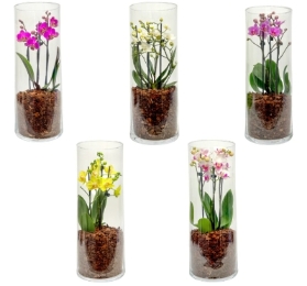 Phalaenopsis 9cm Triple Stem in Glass Terrarium