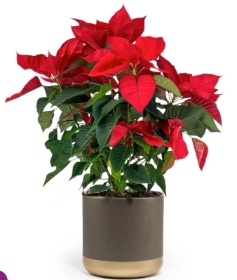 Poinsettia in Festive Pot